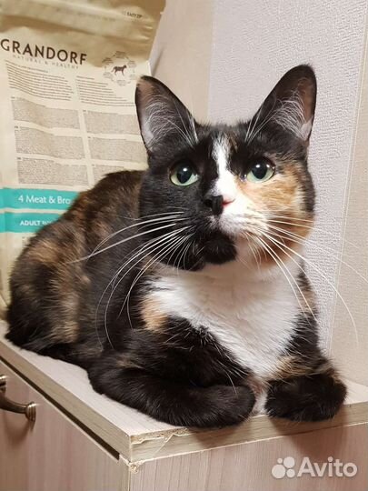 Трехцветка ласковая Бонечка 2г. привита стерильна