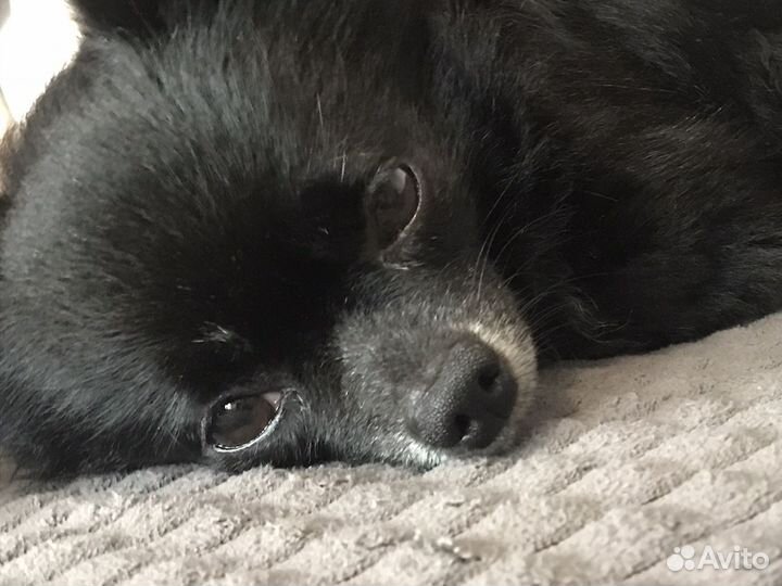 Собака Чихуахуа Вязка