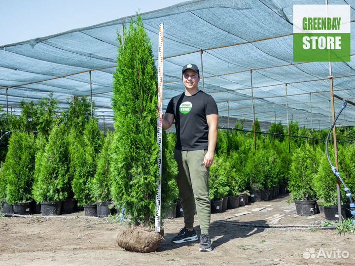 Туя смарагд 2 м свежая копка 2023