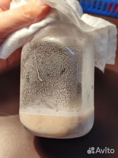 Кормовая муха дрозофила