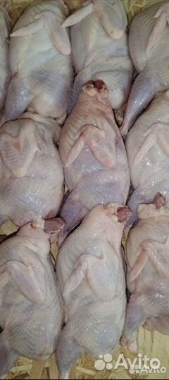 Мясо перепелов