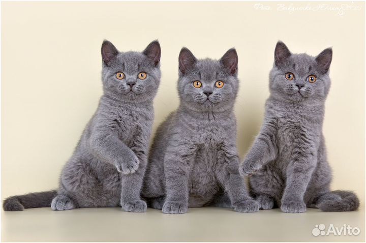 Британский котенок