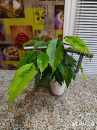 Фикус бенджамина