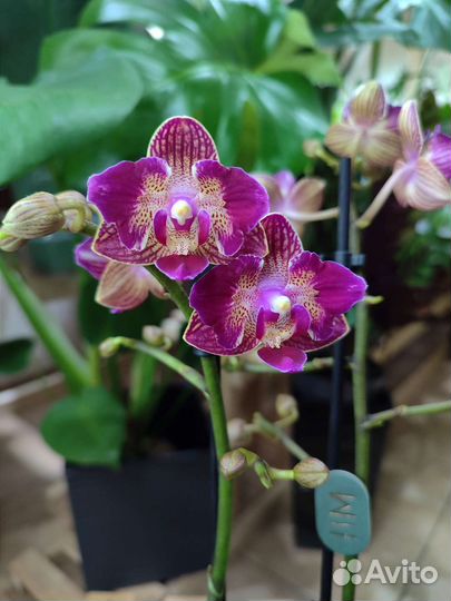 Орхидея Lola с мутацией бабочка