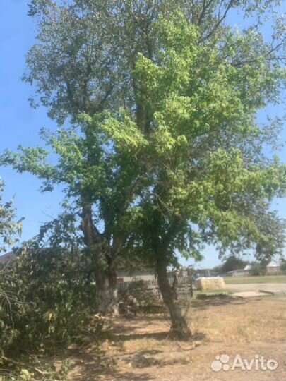 Спил деревьев