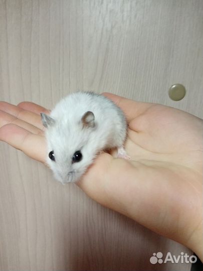 Джунгарский хомяк