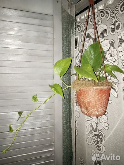 Сциндапсус молодой и сциндапсус на опоре