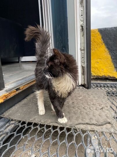 Котик в добрые руки