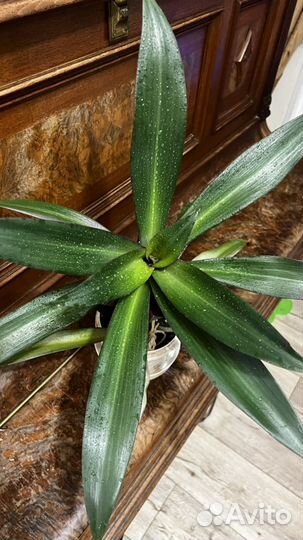 Традесканция рео