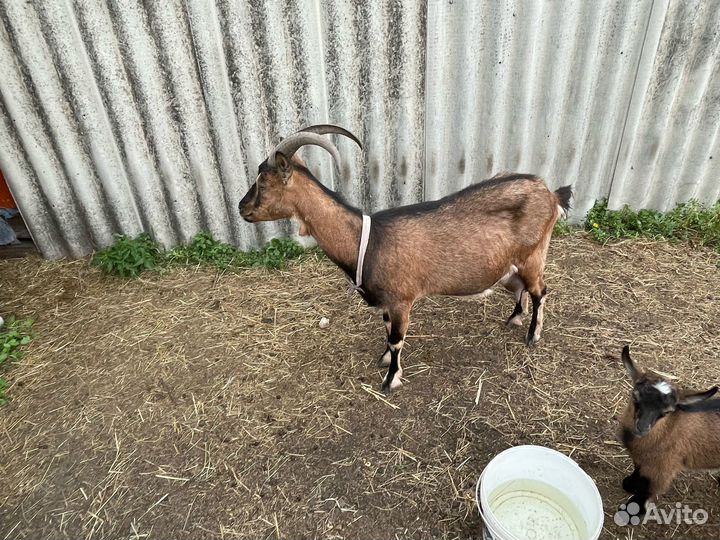 Продается коза и козлята