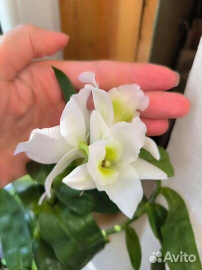 Дендробиум белый детки