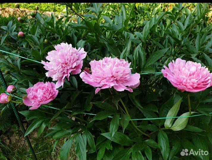 Пионы молодые кустики 40х50 см