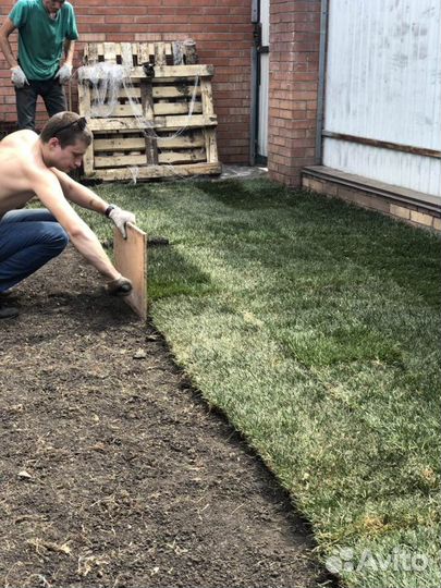 Рулонный газон
