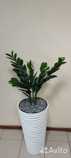 Замиокулькас (долларовое дерево) искусственный