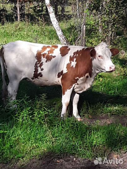 Коровы и телки стельные