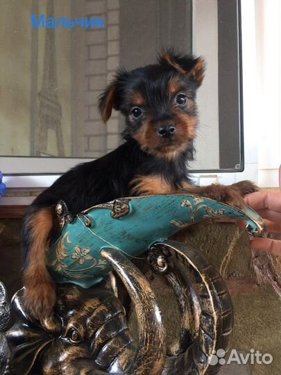 Йоркширский терьер щенки