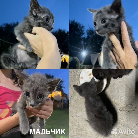 Шотландская вислоухая