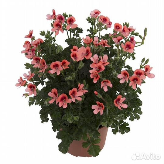 Комнатные цветы растение Герань душистая плектрант