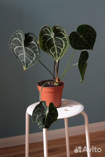 Anthurium clarinervium