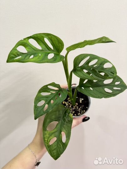 Монстера Манки