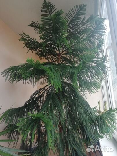 Араукария разнолистная