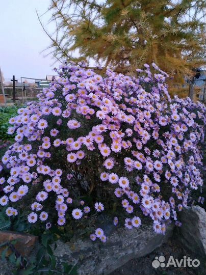 Декоративные растения для сада