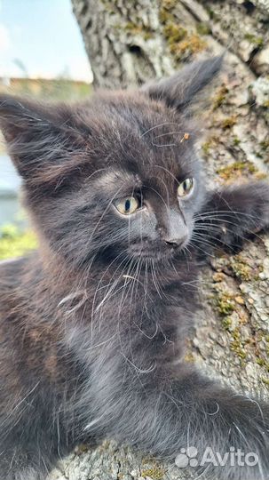 Пушистое счастье