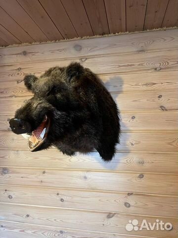 Голова кабана (чучело)