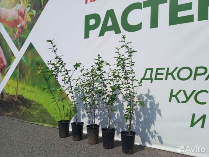 Гибискус древовидный