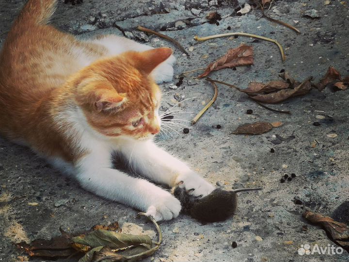 Котик котёнок в дар охотник мышелов