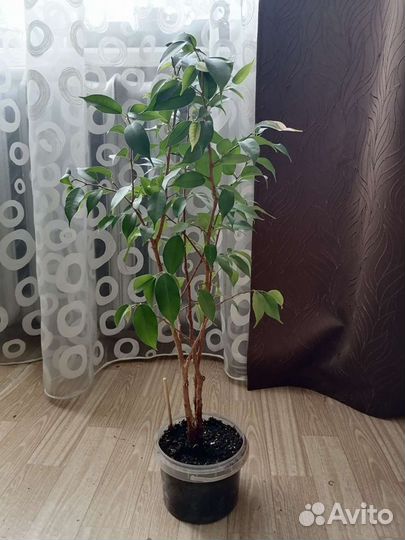 Фикус 55 см мелколистный