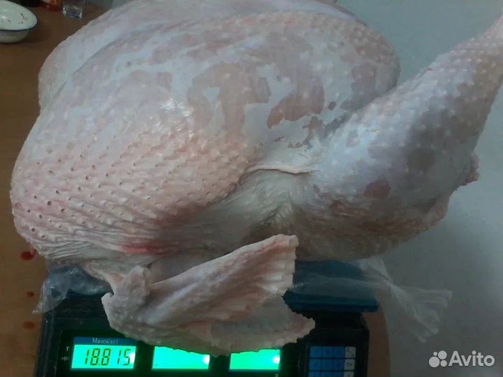 Мясо домашней индейки