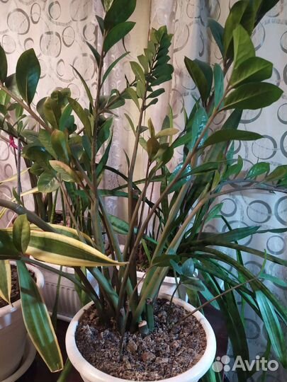 Замиокулькас