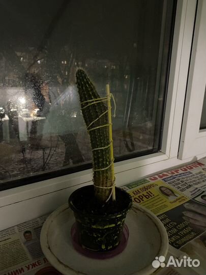 Кактусы, хавортия