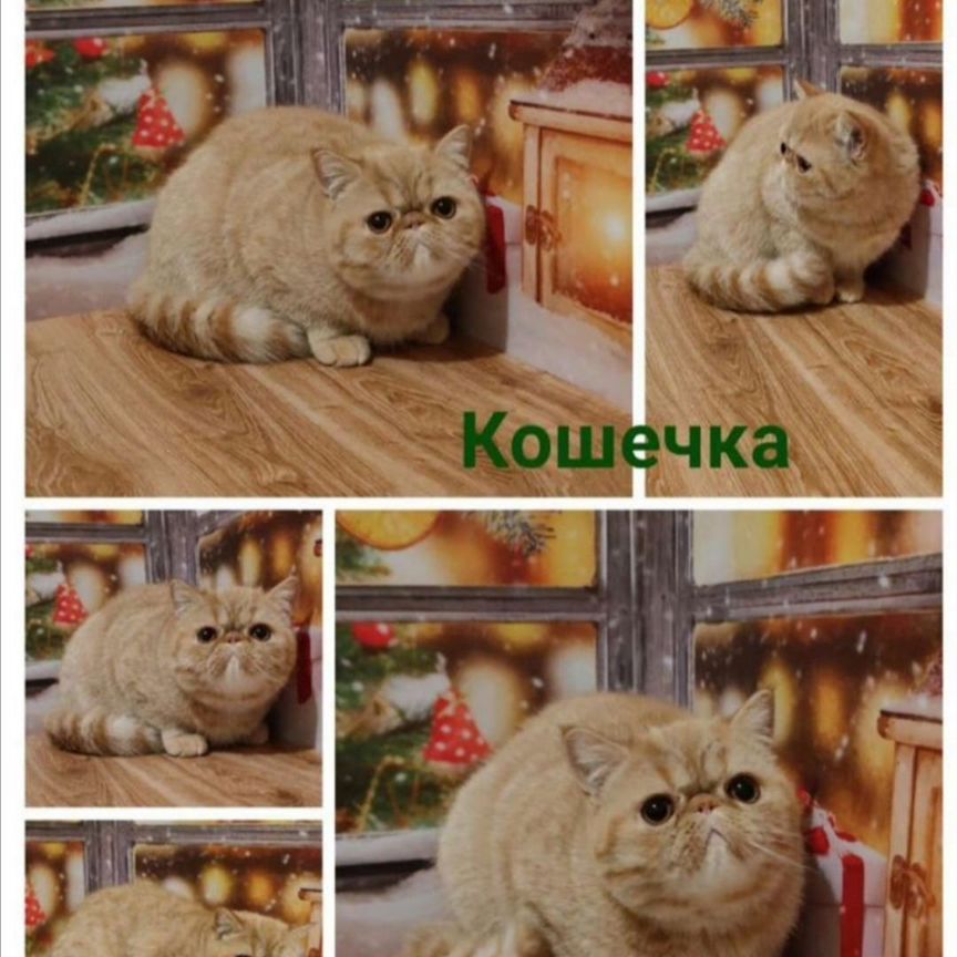 Кошечка экзот с документами