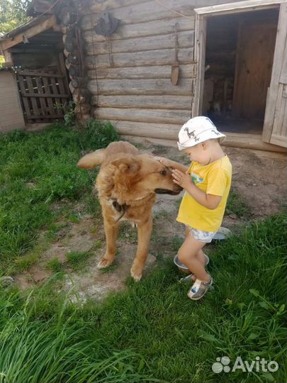 Собака в добрые руки