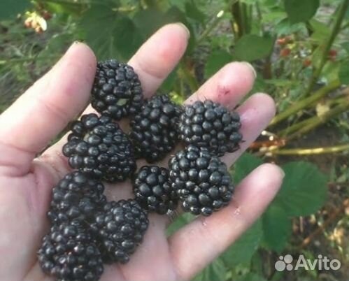 Саженец ежевики