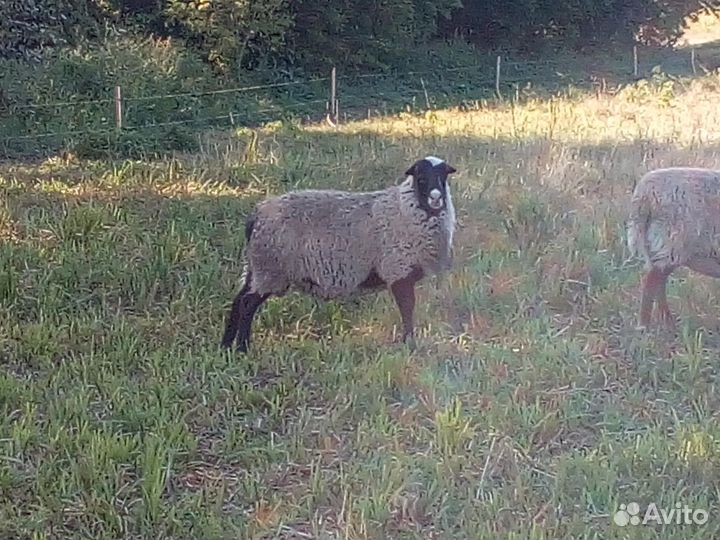 Овцы бараны ягнята