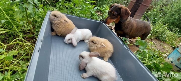 Крольчата месячные, карликовые