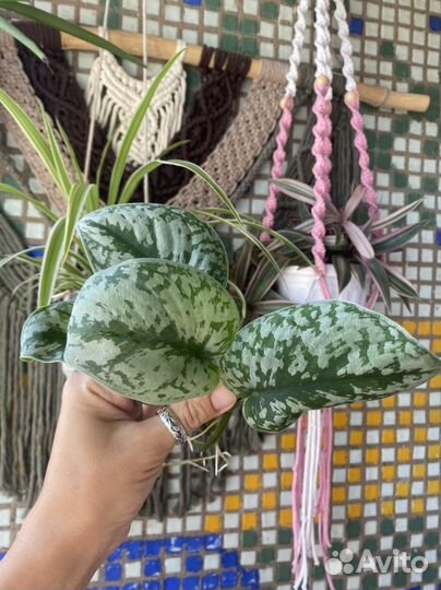 Комнатные растения