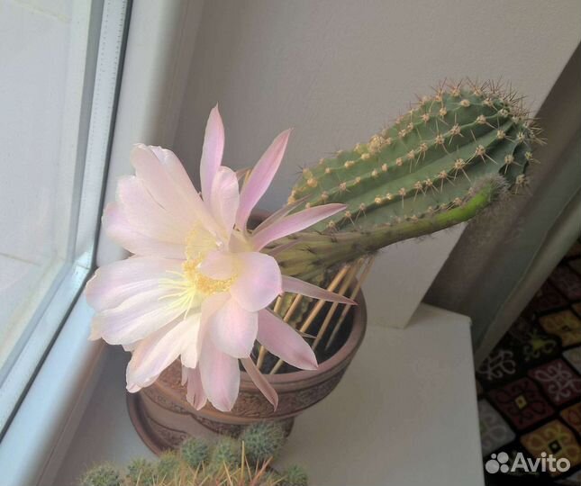 Кактус эхинопсис