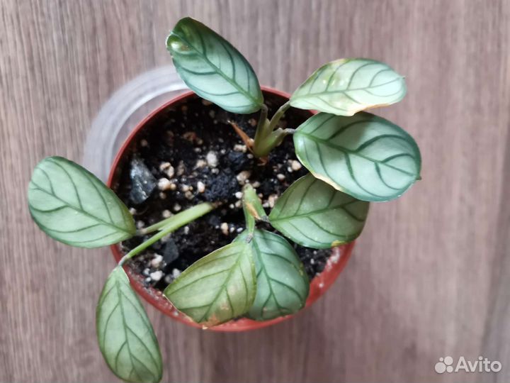 Ктенанта амагрис