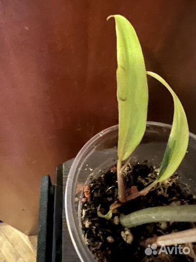 Филодендроны коллекционные