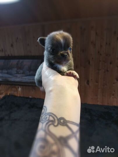 Чихуахуа.Мальчик размером с пальчик