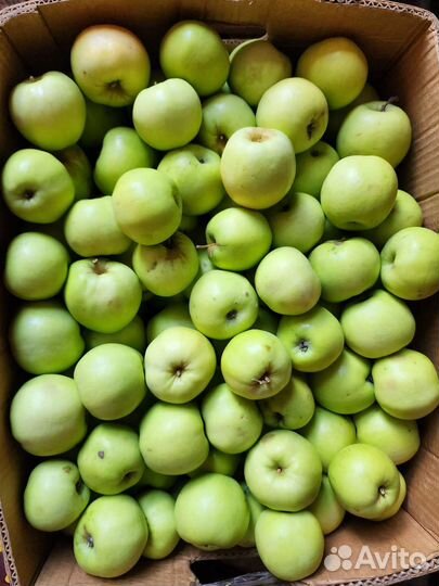 Яблоки Лобо, Антоновка, Мартовское из Мичуринска