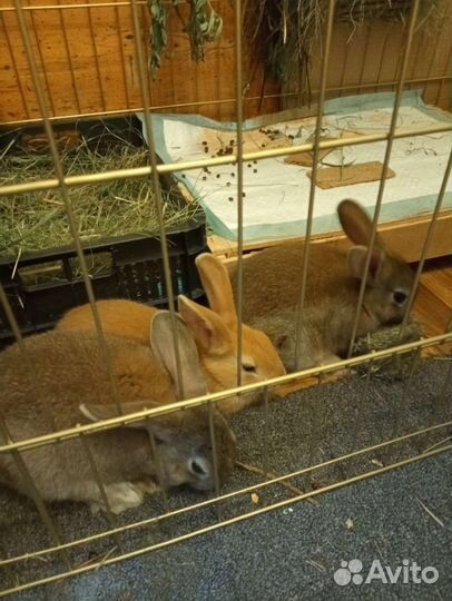 Декоративные кролики