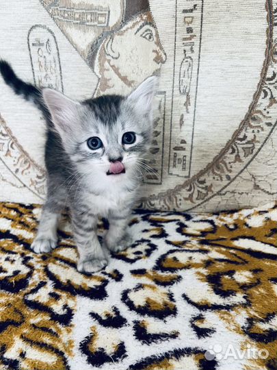 Сибирские котята