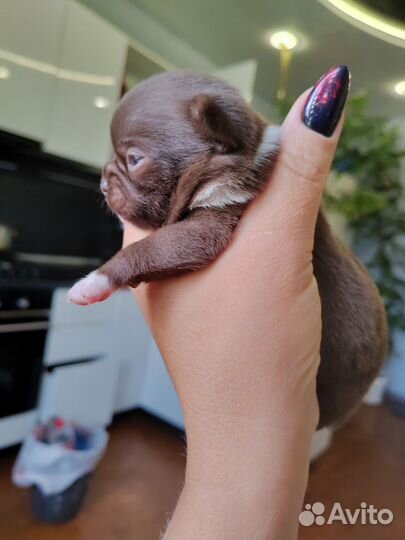 Щенки чихуахуа мини девочки
