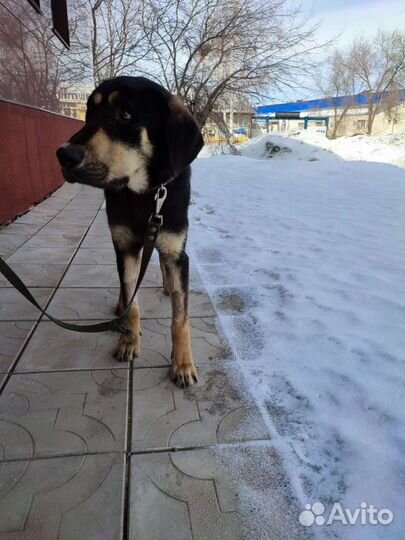 Мальчик, 10 мес В дар