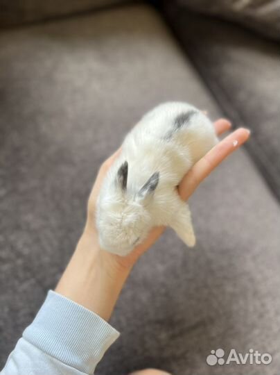 Декоративные крольчата